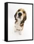 Beagle Puppy Sitting and Looking Up-Mark Taylor-Framed Stretched Canvas