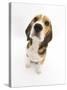 Beagle Puppy Sitting and Looking Up-Mark Taylor-Stretched Canvas