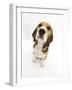 Beagle Puppy Sitting and Looking Up-Mark Taylor-Framed Photographic Print