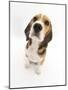 Beagle Puppy Sitting and Looking Up-Mark Taylor-Mounted Photographic Print