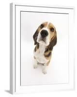 Beagle Puppy Sitting and Looking Up-Mark Taylor-Framed Photographic Print