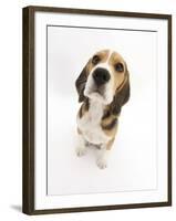 Beagle Puppy Sitting and Looking Up-Mark Taylor-Framed Photographic Print