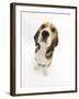 Beagle Puppy Sitting and Looking Up-Mark Taylor-Framed Photographic Print