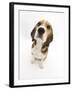 Beagle Puppy Sitting and Looking Up-Mark Taylor-Framed Photographic Print