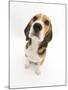 Beagle Puppy Sitting and Looking Up-Mark Taylor-Mounted Photographic Print