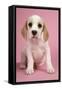 Beagle Puppy Sitting Down-null-Framed Stretched Canvas