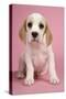 Beagle Puppy Sitting Down-null-Stretched Canvas