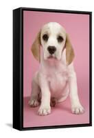 Beagle Puppy Sitting Down-null-Framed Stretched Canvas