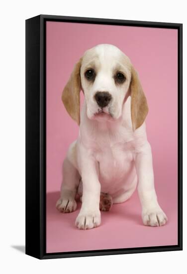 Beagle Puppy Sitting Down-null-Framed Stretched Canvas