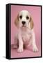 Beagle Puppy Sitting Down-null-Framed Stretched Canvas