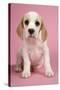 Beagle Puppy Sitting Down-null-Stretched Canvas