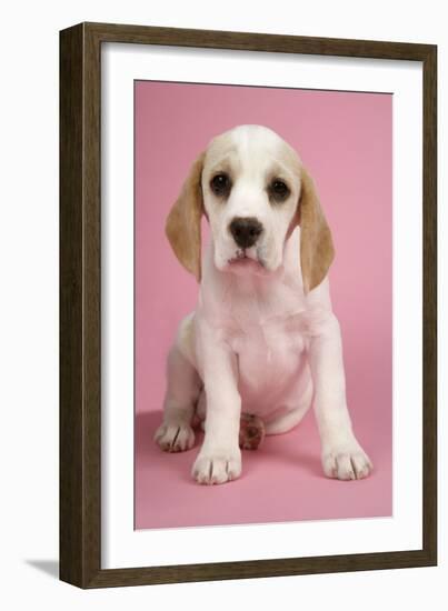 Beagle Puppy Sitting Down-null-Framed Photographic Print