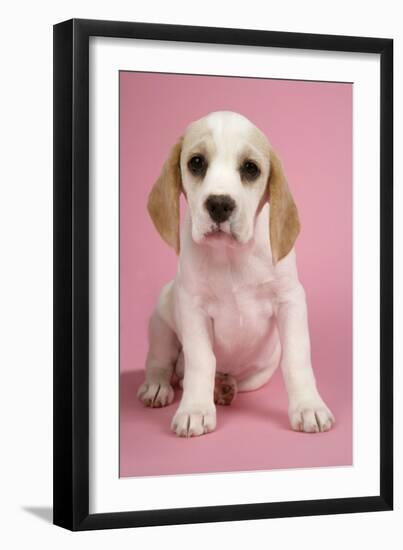 Beagle Puppy Sitting Down-null-Framed Photographic Print