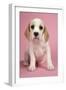 Beagle Puppy Sitting Down-null-Framed Photographic Print