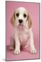 Beagle Puppy Sitting Down-null-Mounted Photographic Print