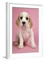 Beagle Puppy Sitting Down-null-Framed Photographic Print