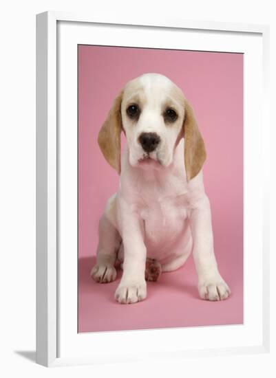 Beagle Puppy Sitting Down-null-Framed Photographic Print