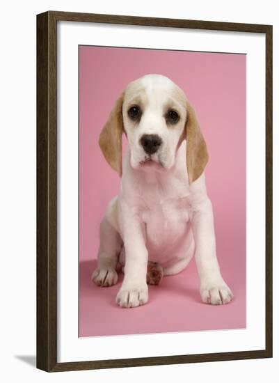 Beagle Puppy Sitting Down-null-Framed Photographic Print