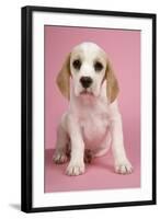 Beagle Puppy Sitting Down-null-Framed Photographic Print