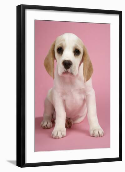 Beagle Puppy Sitting Down-null-Framed Photographic Print