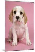 Beagle Puppy Sitting Down-null-Mounted Photographic Print