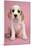 Beagle Puppy Sitting Down-null-Mounted Photographic Print