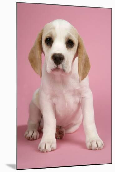 Beagle Puppy Sitting Down-null-Mounted Photographic Print