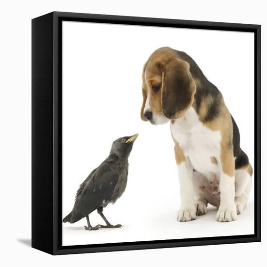 Beagle Puppy with Fledgling Jackdaw (Corvus Monedula)-Mark Taylor-Framed Stretched Canvas