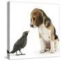 Beagle Puppy with Fledgling Jackdaw (Corvus Monedula)-Mark Taylor-Stretched Canvas