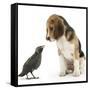 Beagle Puppy with Fledgling Jackdaw (Corvus Monedula)-Mark Taylor-Framed Stretched Canvas