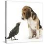 Beagle Puppy with Fledgling Jackdaw (Corvus Monedula)-Mark Taylor-Stretched Canvas