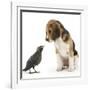 Beagle Puppy with Fledgling Jackdaw (Corvus Monedula)-Mark Taylor-Framed Photographic Print