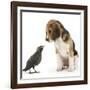 Beagle Puppy with Fledgling Jackdaw (Corvus Monedula)-Mark Taylor-Framed Photographic Print