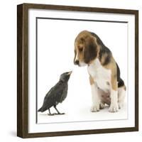 Beagle Puppy with Fledgling Jackdaw (Corvus Monedula)-Mark Taylor-Framed Photographic Print