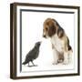 Beagle Puppy with Fledgling Jackdaw (Corvus Monedula)-Mark Taylor-Framed Photographic Print