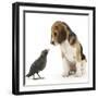 Beagle Puppy with Fledgling Jackdaw (Corvus Monedula)-Mark Taylor-Framed Photographic Print