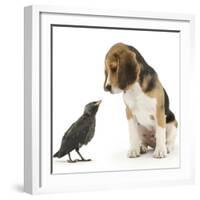 Beagle Puppy with Fledgling Jackdaw (Corvus Monedula)-Mark Taylor-Framed Photographic Print