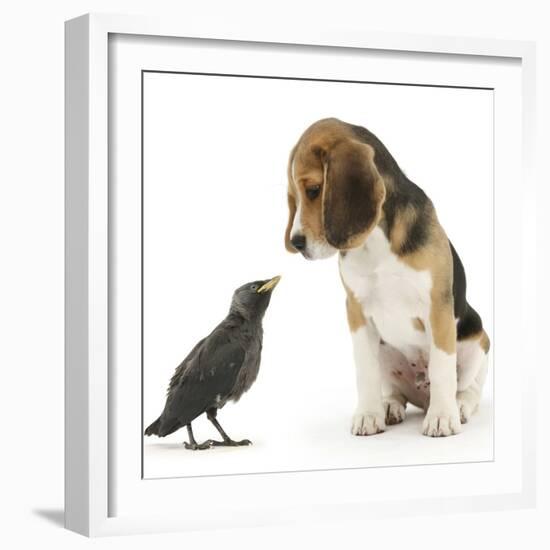 Beagle Puppy with Fledgling Jackdaw (Corvus Monedula)-Mark Taylor-Framed Photographic Print