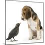 Beagle Puppy with Fledgling Jackdaw (Corvus Monedula)-Mark Taylor-Mounted Photographic Print