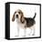 Beagle Puppy-null-Framed Stretched Canvas