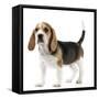 Beagle Puppy-null-Framed Stretched Canvas
