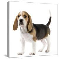 Beagle Puppy-null-Stretched Canvas