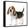 Beagle Puppy-null-Framed Stretched Canvas