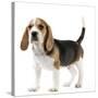 Beagle Puppy-null-Stretched Canvas