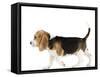 Beagle Puppy-null-Framed Stretched Canvas