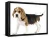 Beagle Puppy-null-Framed Stretched Canvas