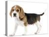 Beagle Puppy-null-Stretched Canvas