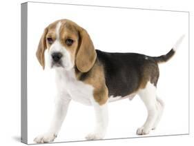 Beagle Puppy-null-Stretched Canvas