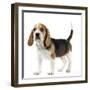 Beagle Puppy-null-Framed Photographic Print