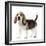 Beagle Puppy-null-Framed Photographic Print